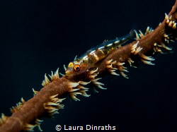 Wire coral goby by Laura Dinraths 